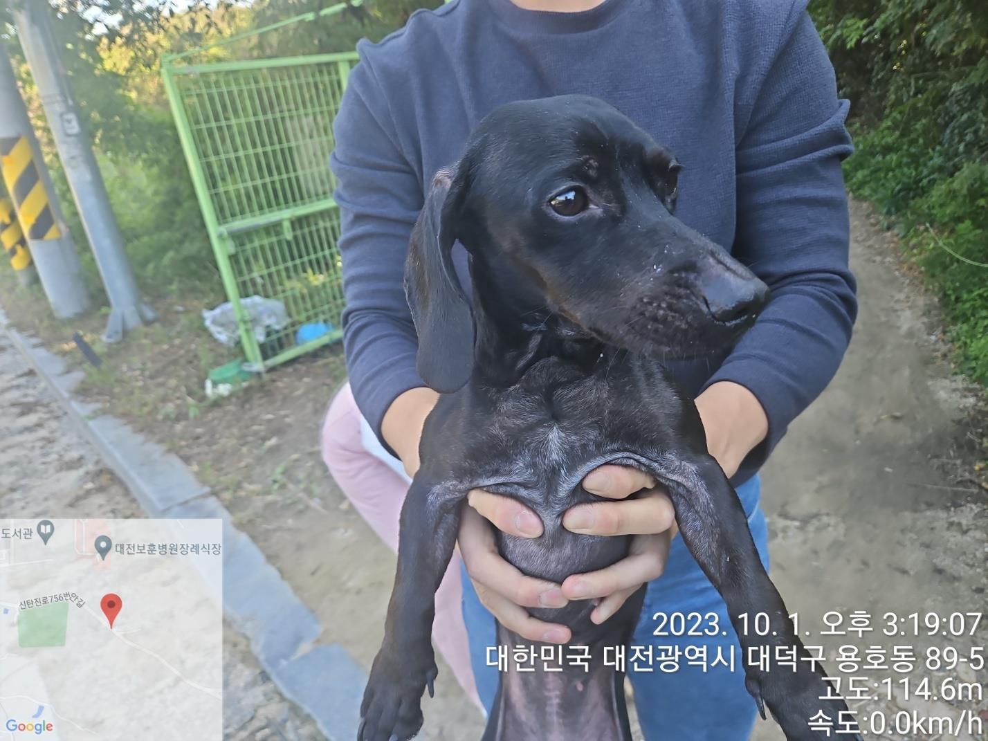 대전동물보호센터_430368202300441